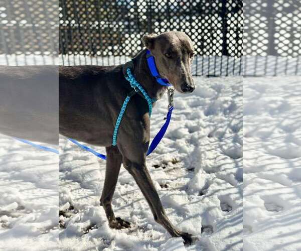 Medium Photo #2 Greyhound Puppy For Sale in Cherry Hill, NJ, USA
