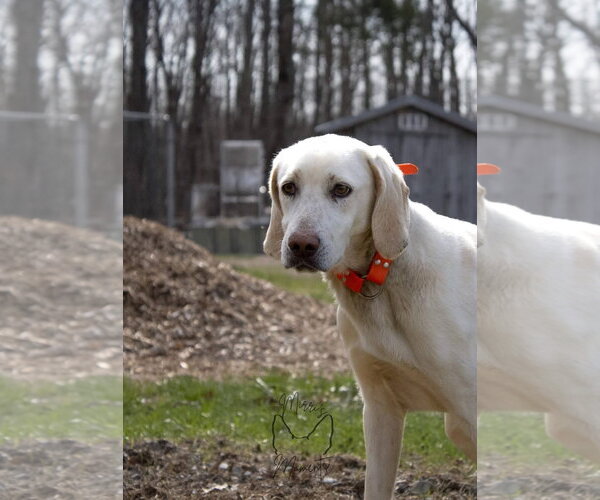 Medium Photo #2 Labrador Retriever-Unknown Mix Puppy For Sale in Rustburg, VA, USA