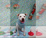 Small #15 American Bulldog Mix