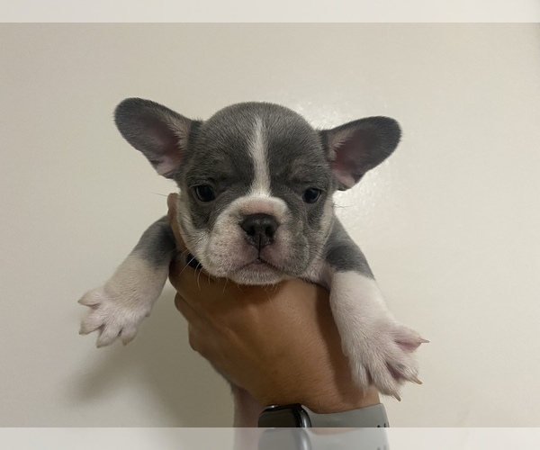 Medium Photo #4 French Bulldog Puppy For Sale in FRASER, MI, USA