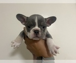 Small Photo #4 French Bulldog Puppy For Sale in FRASER, MI, USA