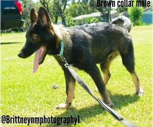 German Shepherd Dog-Siberian Husky Mix Dog for Adoption in MULBERRY, Florida USA