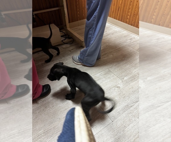 Medium Photo #15 Great Dane Puppy For Sale in ALIQUIPPA, PA, USA
