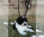 Puppy Waylon Bernedoodle (Miniature)