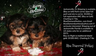 Yorkshire Terrier Puppy for sale in JACKSONVILLE, FL, USA
