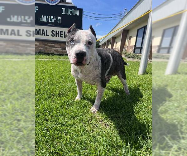 Medium Photo #2 Staffordshire Bull Terrier-Unknown Mix Puppy For Sale in Pasadena, TX, USA