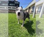 Small #1 Staffordshire Bull Terrier Mix