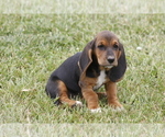 Small Photo #11 Basset Hound Puppy For Sale in MEMPHIS, MO, USA