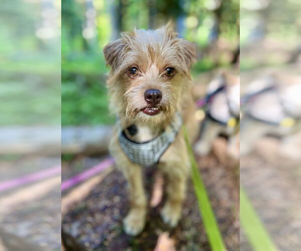 Medium Photo #2 Maltese-Unknown Mix Puppy For Sale in Bellevue, WA, USA