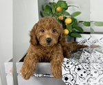 Small #2 Goldendoodle (Miniature)