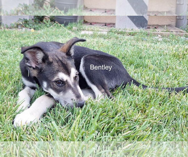 Medium Photo #2 Siberian Husky-Unknown Mix Puppy For Sale in Cedar Crest, NM, USA