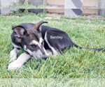 Small #1 Siberian Husky Mix