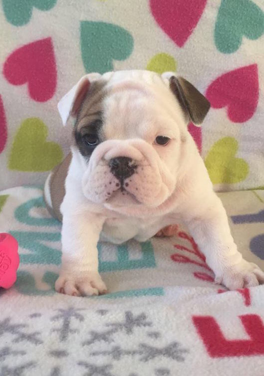 View Ad English Bulldog Puppy for Sale near South