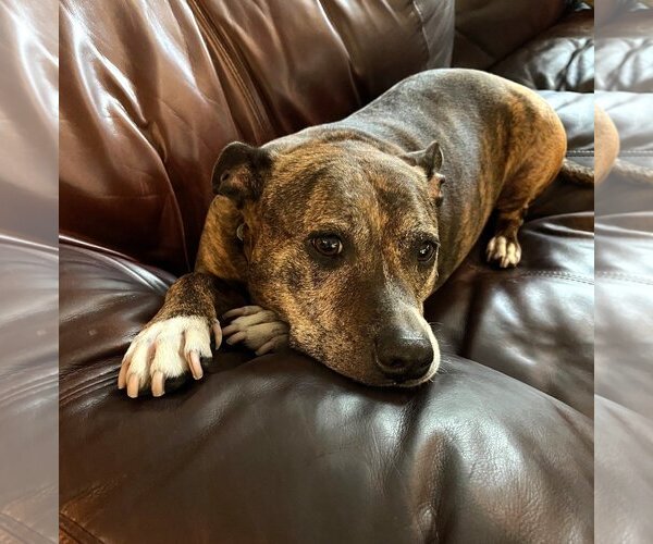 Medium Photo #2 American Pit Bull Terrier-Unknown Mix Puppy For Sale in  Ramona, CA, USA