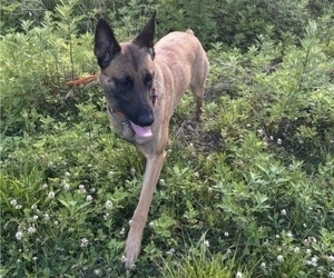 Mother of the Belgian Malinois puppies born on 09/26/2022