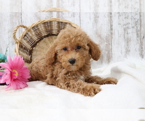 Poodle (Miniature) Puppy for sale in SHILOH, OH, USA
