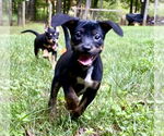 Small #9 Mutt