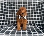 Small #1 Goldendoodle (Miniature)