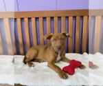 Small #1 Labrador Retriever Mix
