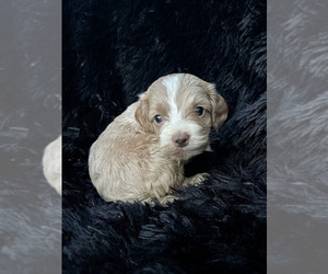 Cockapoo Puppy for sale in ROANOKE, IL, USA