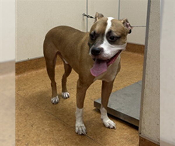 Medium Photo #1 Boxer-Unknown Mix Puppy For Sale in Sacramento, CA, USA