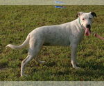 Small #5 Dalmatian-Labrador Retriever Mix