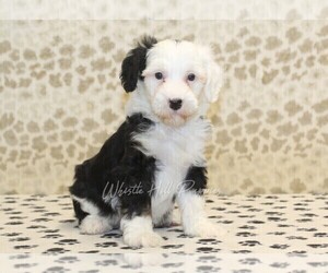 Miniature Bernedoodle Puppy for sale in DENVER, PA, USA