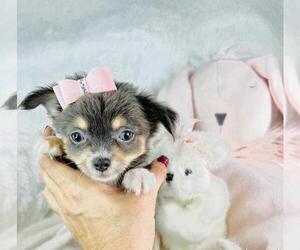 Chihuahua Puppy for sale in JENSEN BEACH, FL, USA