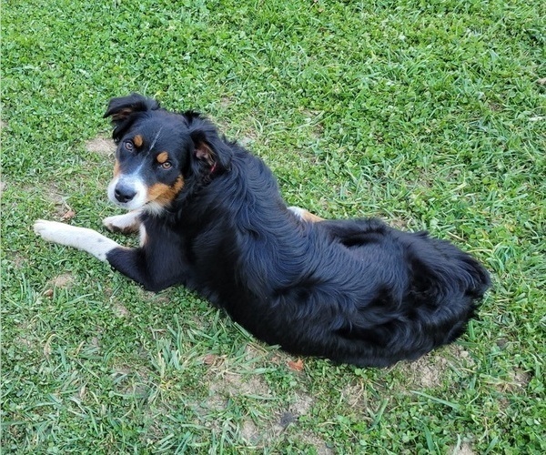 Medium Photo #1 Australian Shepherd Puppy For Sale in SALISBURY, PA, USA