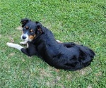 Small Photo #1 Australian Shepherd Puppy For Sale in SALISBURY, PA, USA