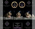 Small Photo #2 Dachshund Puppy For Sale in WARSAW, IN, USA