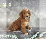 Small #3 Goldendoodle (Miniature)