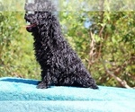 Small #6 Poodle (Toy)