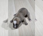 Puppy Tan Female American Pit Bull Terrier