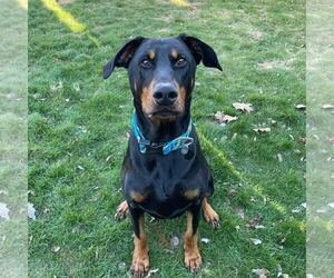 Doberman Pinscher-Unknown Mix Dogs for adoption in Rochester, NY, USA