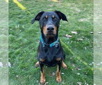 Small Doberman Pinscher Mix