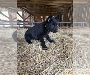 German Shepherd Dog Puppy for sale in WEST LIBERTY, KY, USA