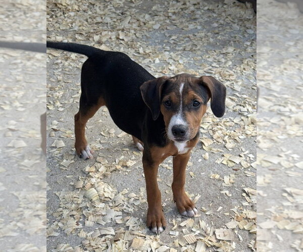 Medium Photo #2 Mutt Puppy For Sale in Conway, AR, USA