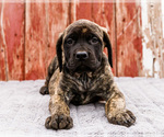 Small #3 Mastiff