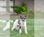 Small #5 Poodle (Miniature) Mix