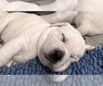 Small Photo #42 Labrador Retriever Puppy For Sale in GLENDALE, CA, USA