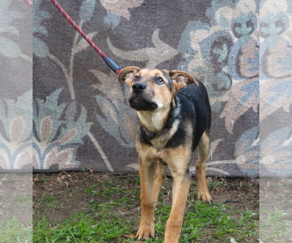 Medium Photo #1 German Shepherd Dog-Unknown Mix Puppy For Sale in Holly Hill, SC, USA