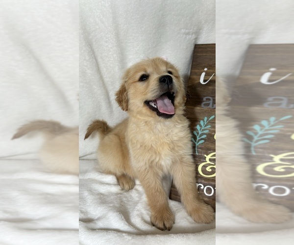 Medium Photo #4 Golden Retriever Puppy For Sale in GREENFIELD, IN, USA