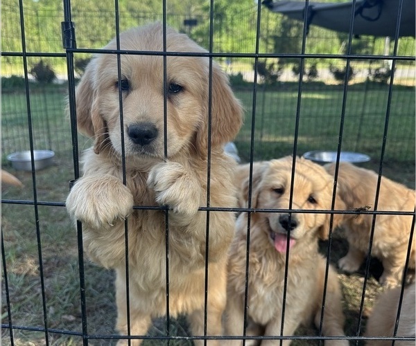 Medium Photo #3 Golden Retriever Puppy For Sale in CLEVELAND, TN, USA