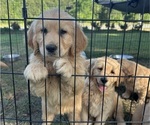 Small #2 Golden Retriever
