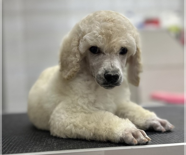 Medium Photo #1 Poodle (Standard) Puppy For Sale in Mezokovesd, Borsod-Abauj-Zemplen, Hungary