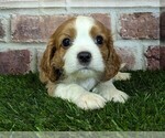Small #12 Cavalier King Charles Spaniel