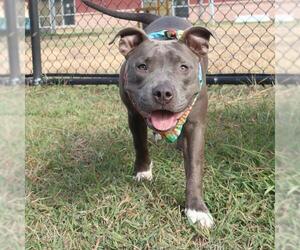 American Staffordshire Terrier-Unknown Mix Dogs for adoption in San Antonio, TX, USA