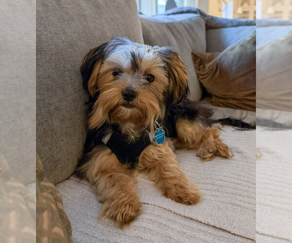 Medium Photo #1 Mutt Puppy For Sale in Mundelein, IL, USA
