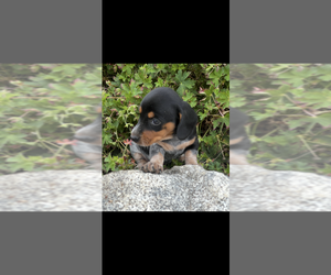 Dachshund Puppy for sale in NILES, MI, USA